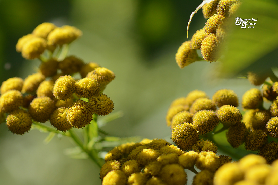 Tansy