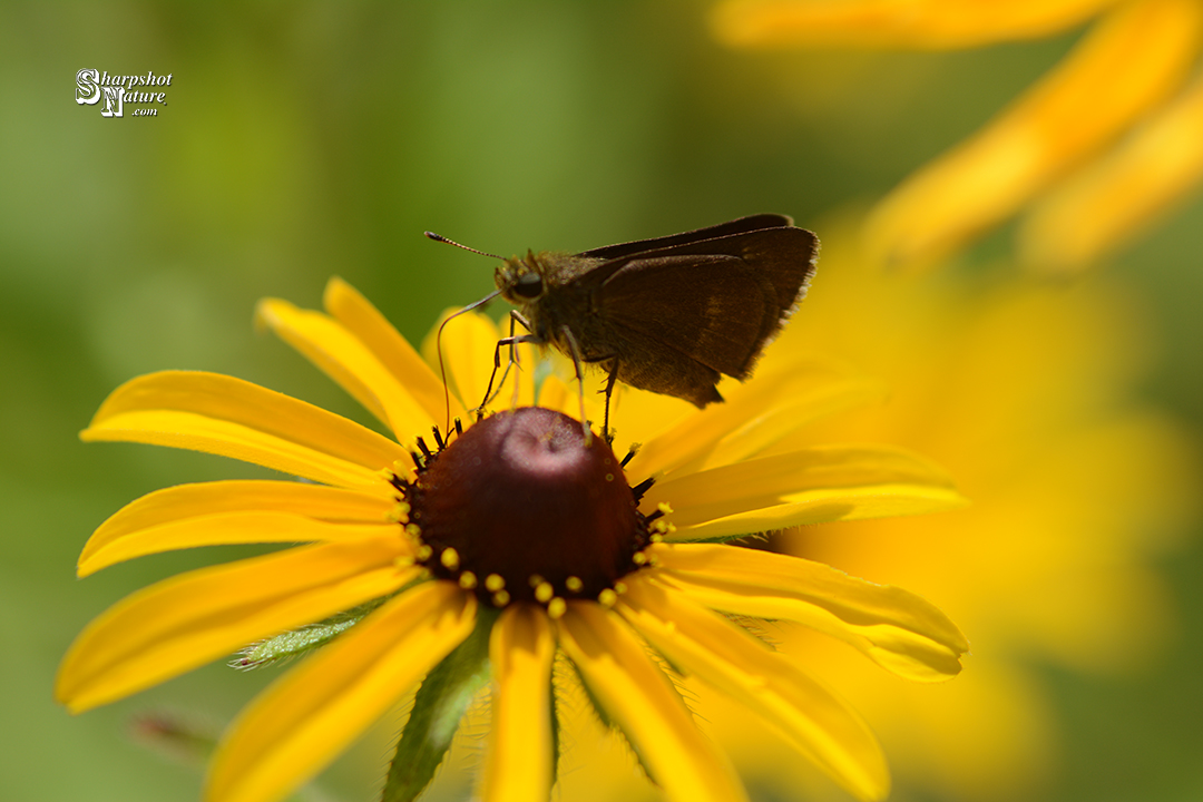 Skipper