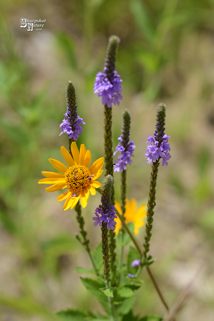 Mountain Arnica & Hoary Vervain