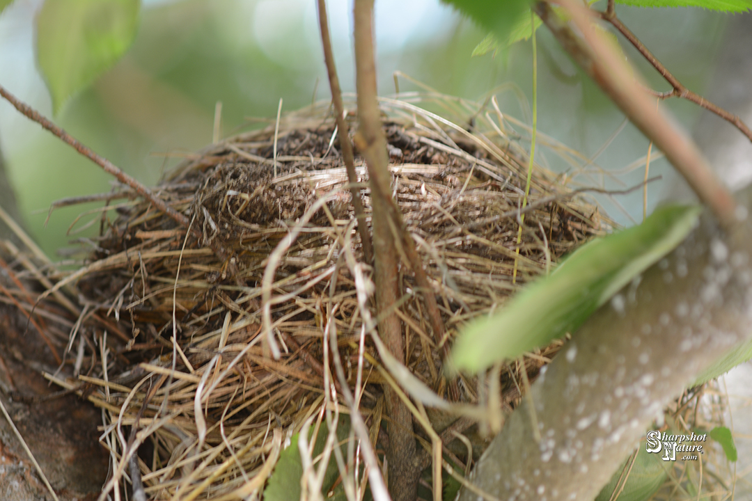 Bird Nest