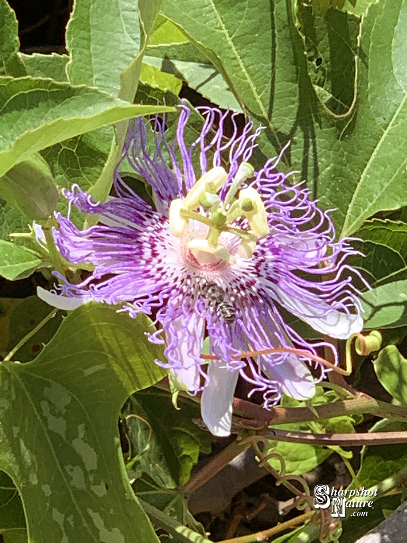 Passion Flower