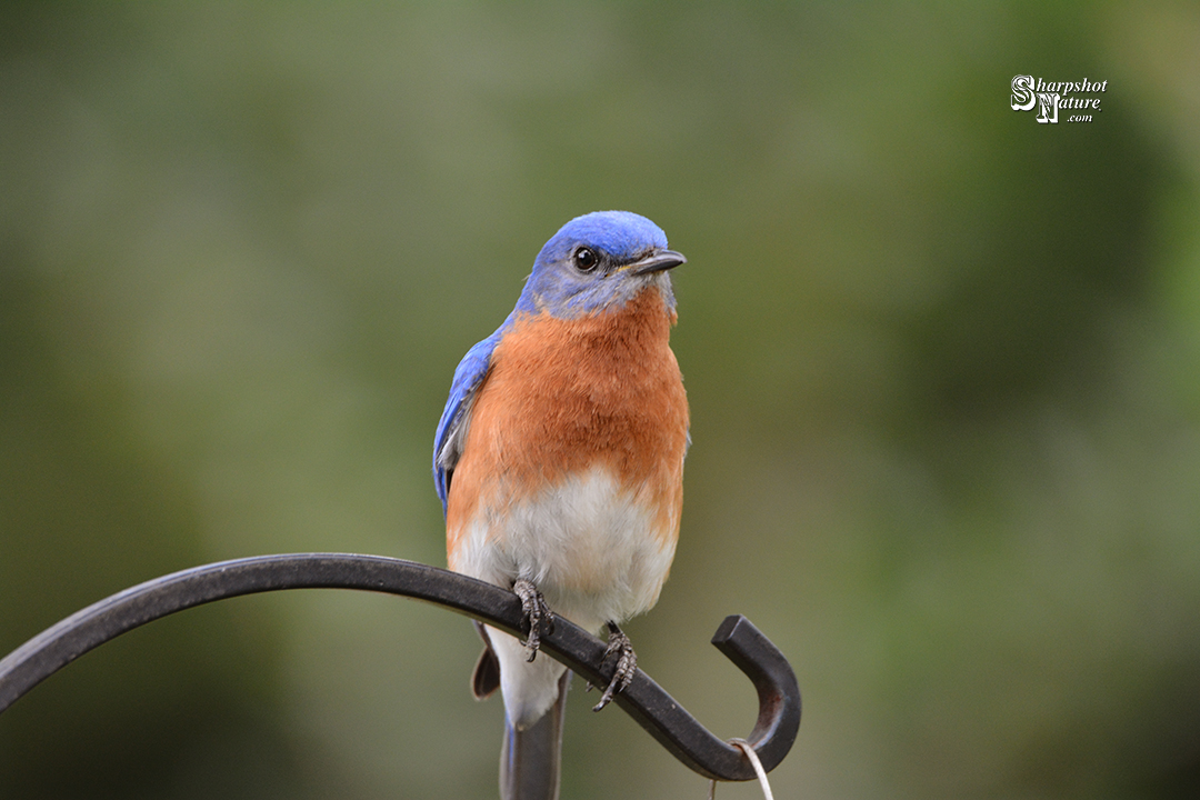 Eastern Mountain Bluebird