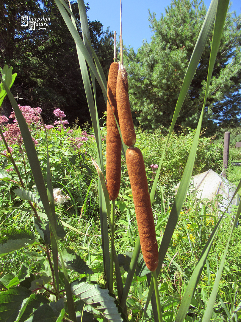 Cattail