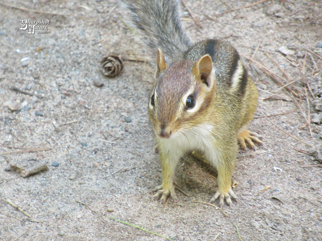 Chipmunk