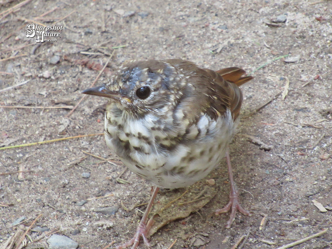 Hermit Thrush