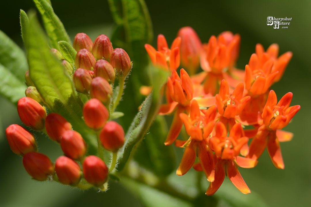 Butterfly Weed