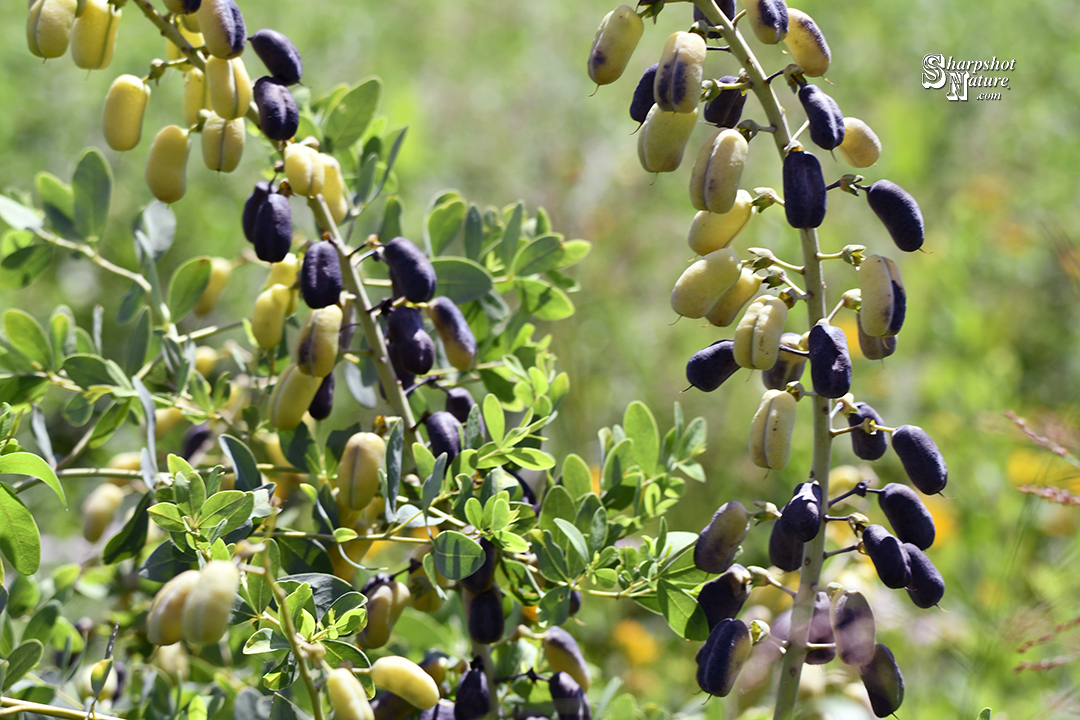 White Wild Indigo