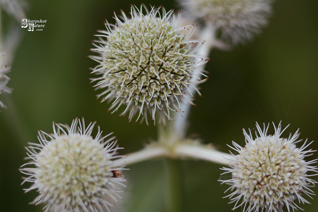 Rattlesnake Master