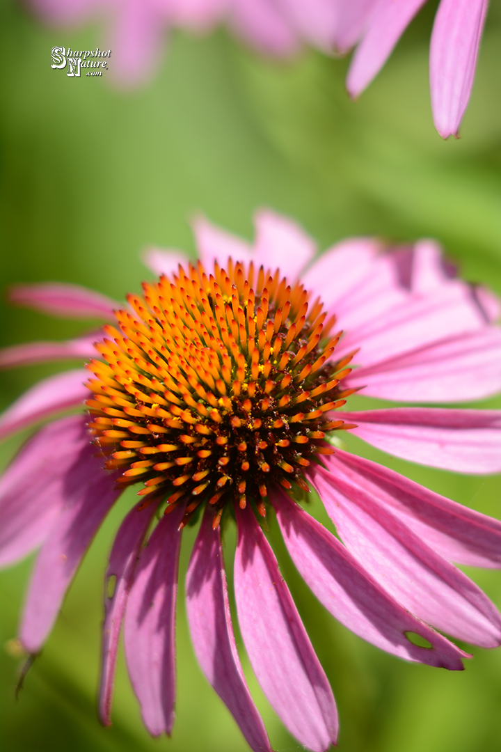 Purple Coneflower