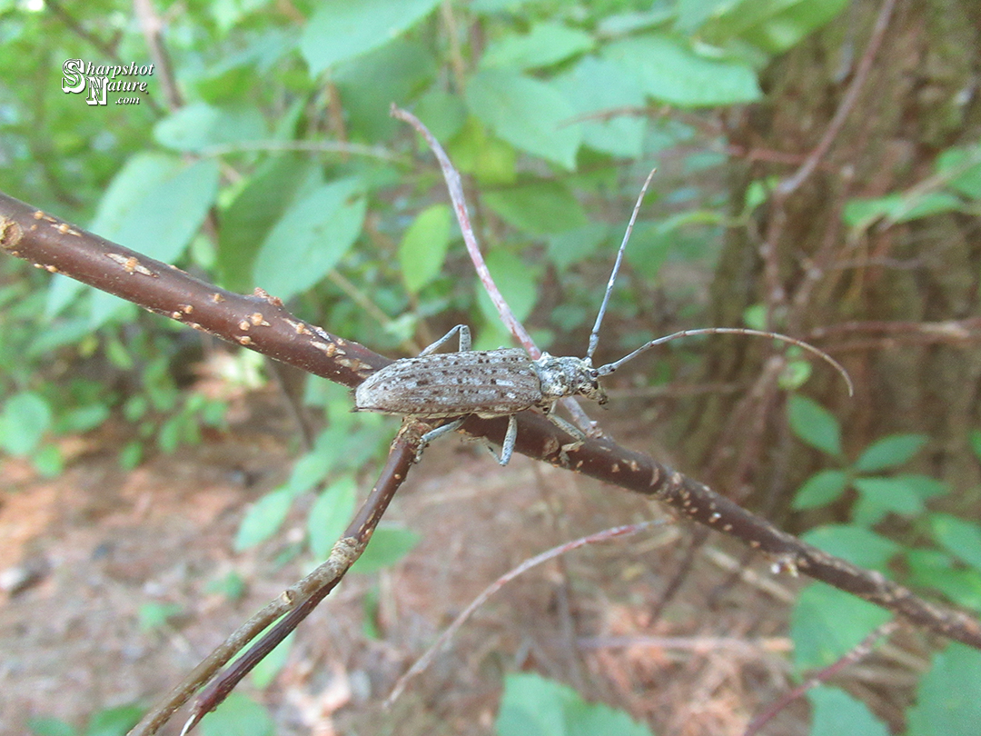 Monochamus Notatus