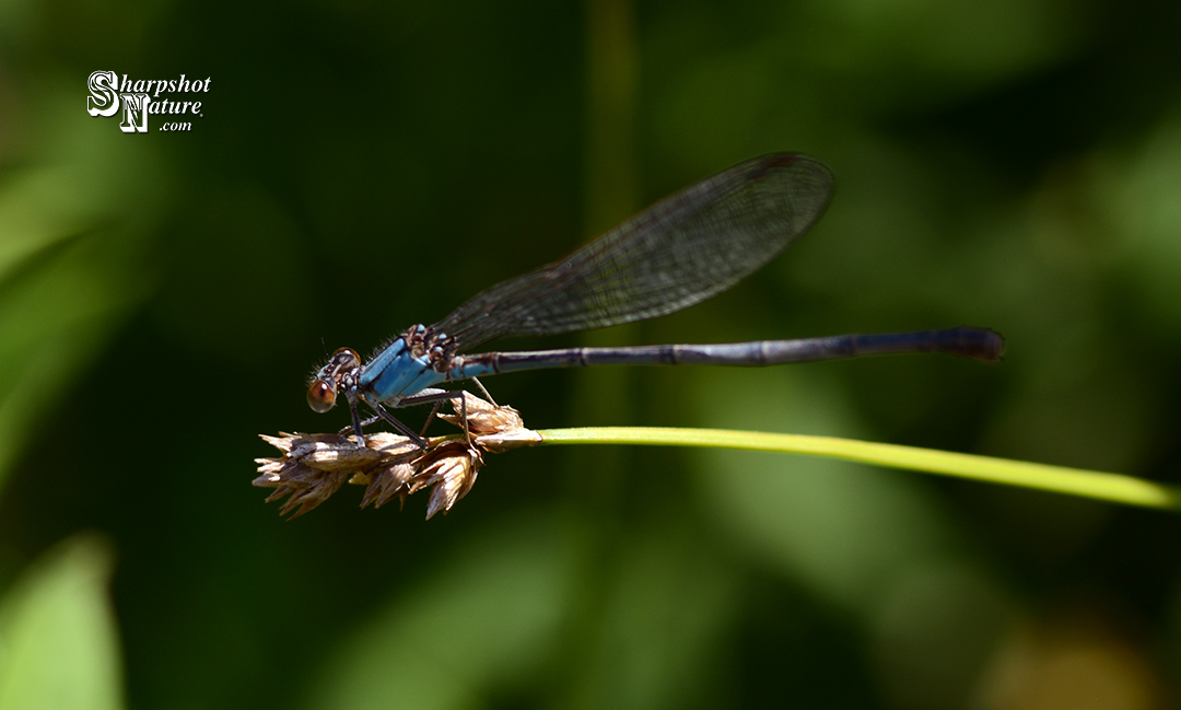 Damselfly