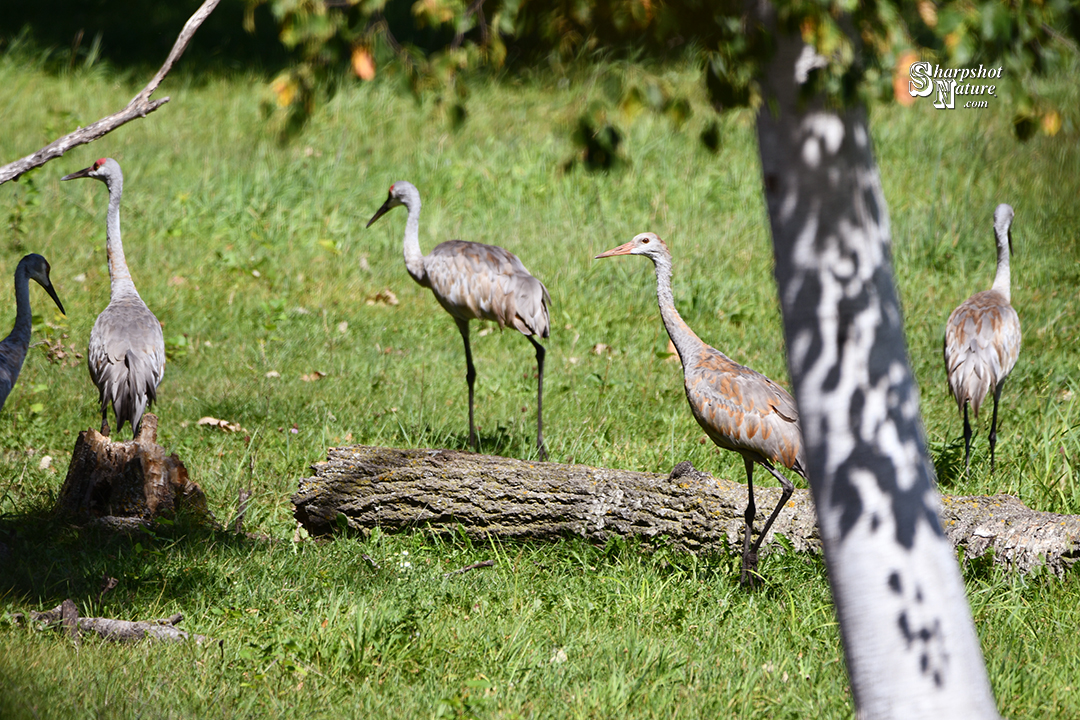 Sandhill Crane