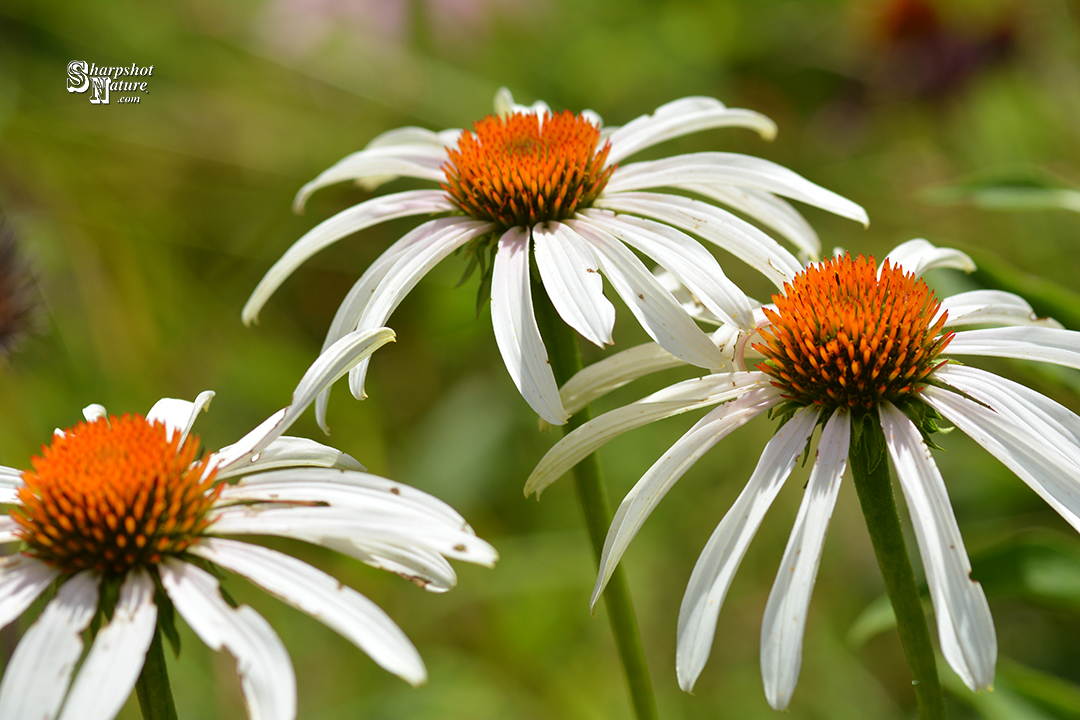 White Coneflower