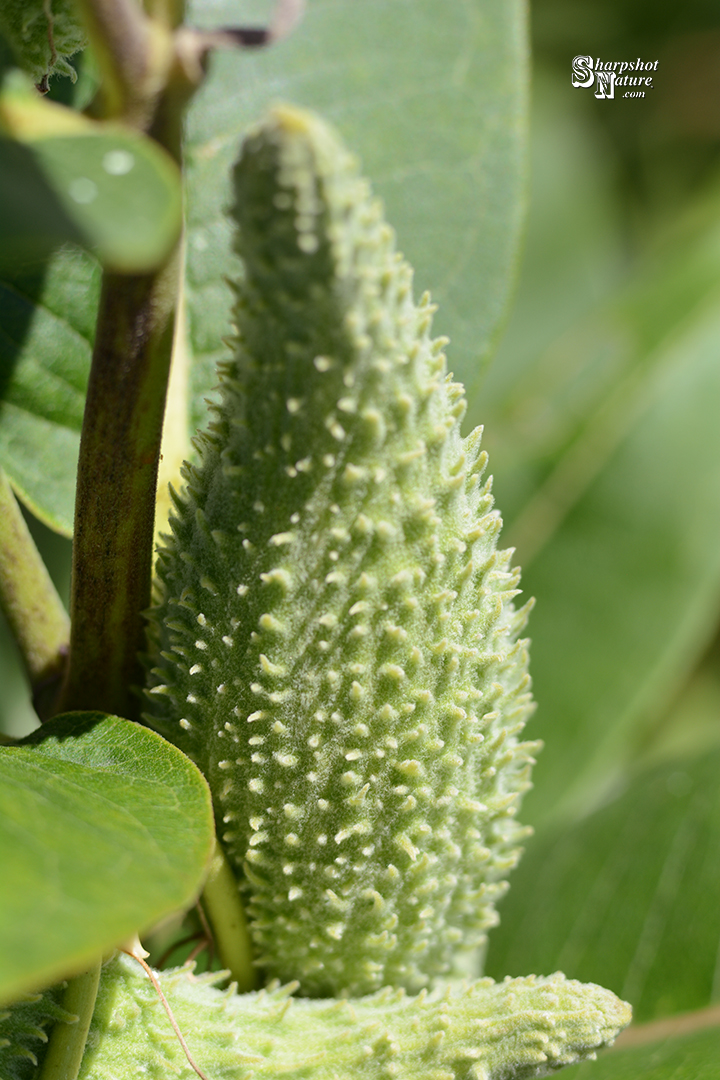 Milkweed Seedpod