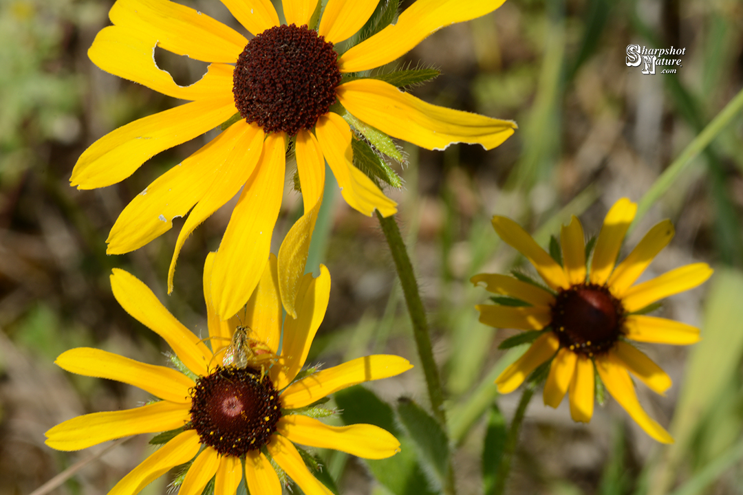 Black-eyed Susan