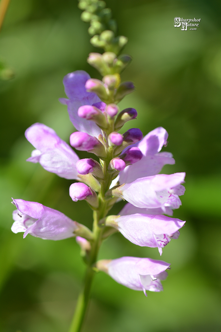 Obedient Plant