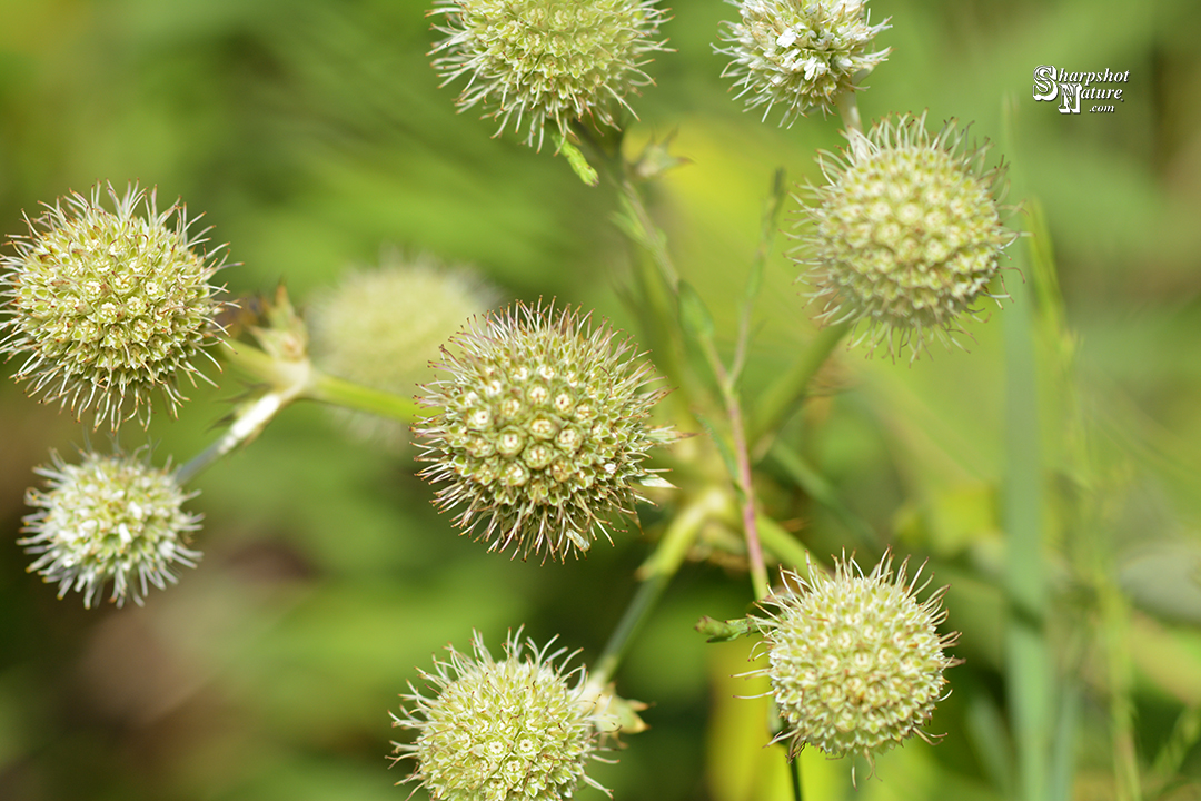 Rattlesnake Master