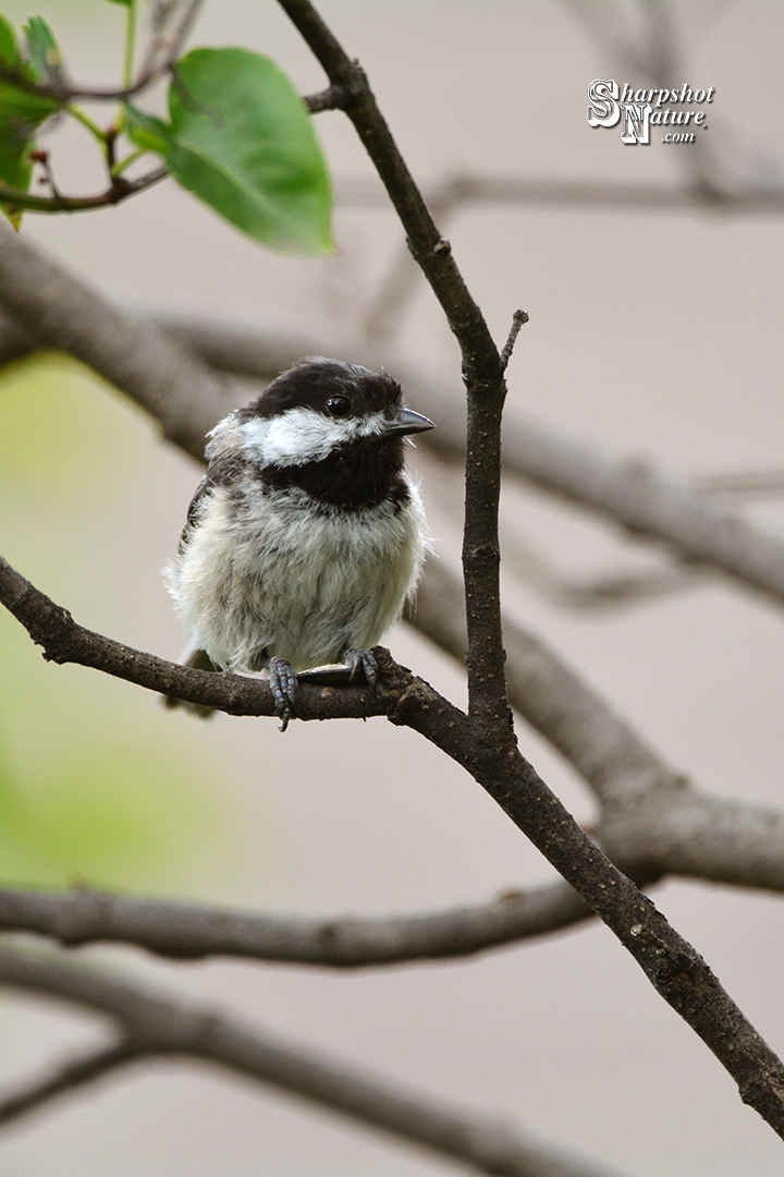 Chickadee