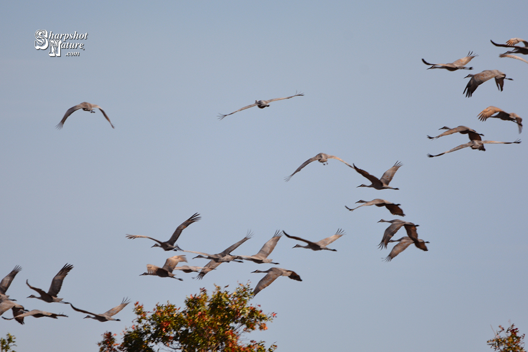 Sandhill Crane