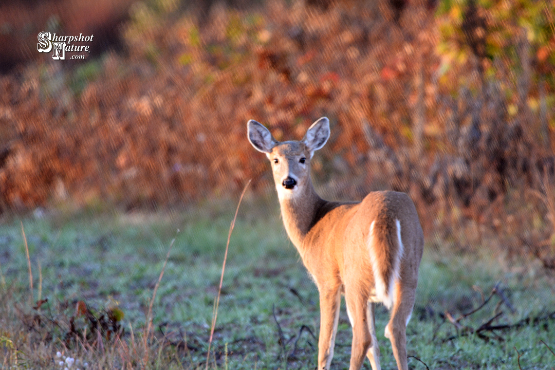 White-tailed Deer