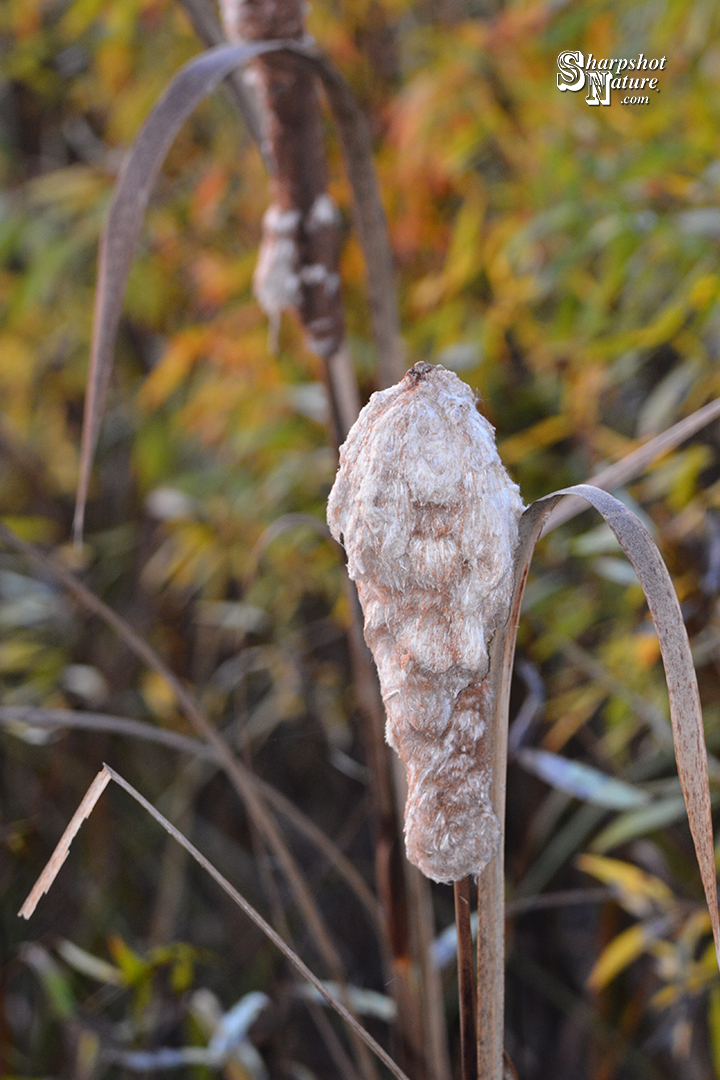 Cattail