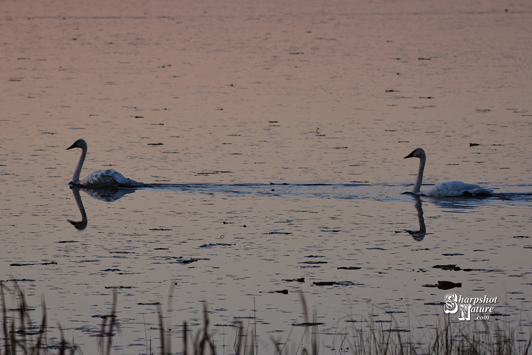 Trumpeter Swan