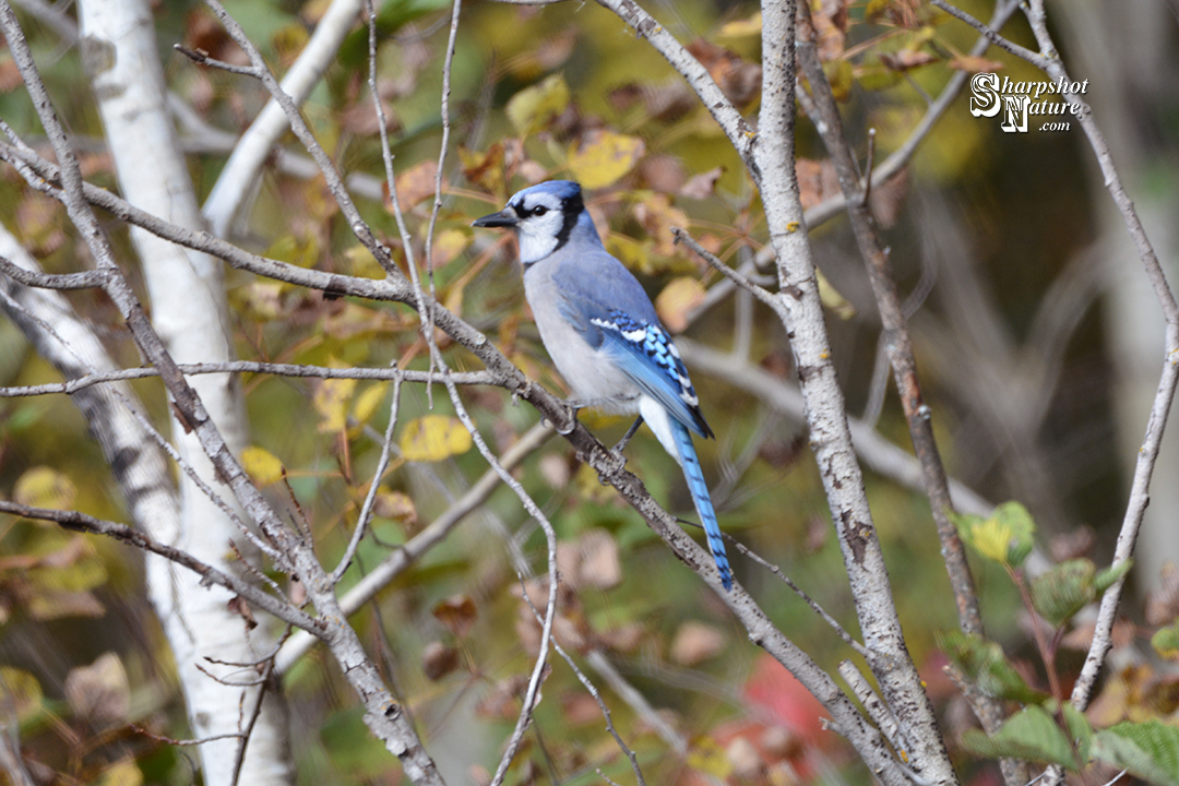 Blue Jay