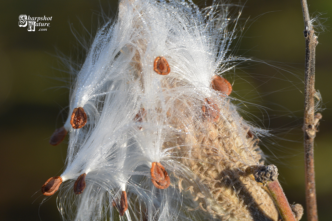 Milkweed Seedpod
