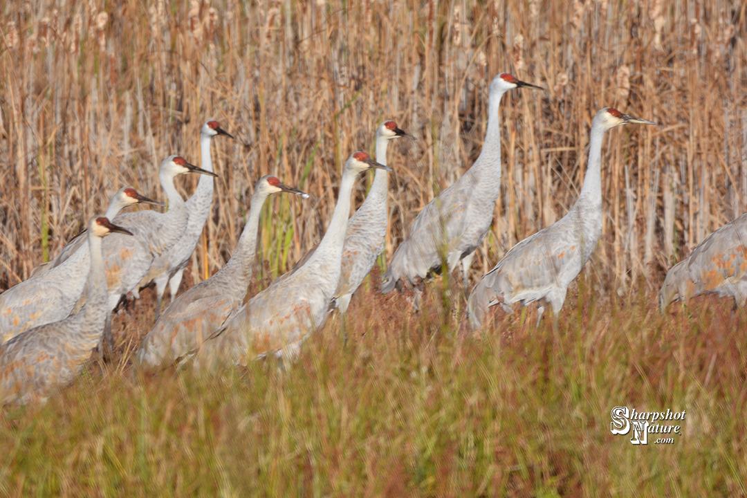 Sandhill Crane