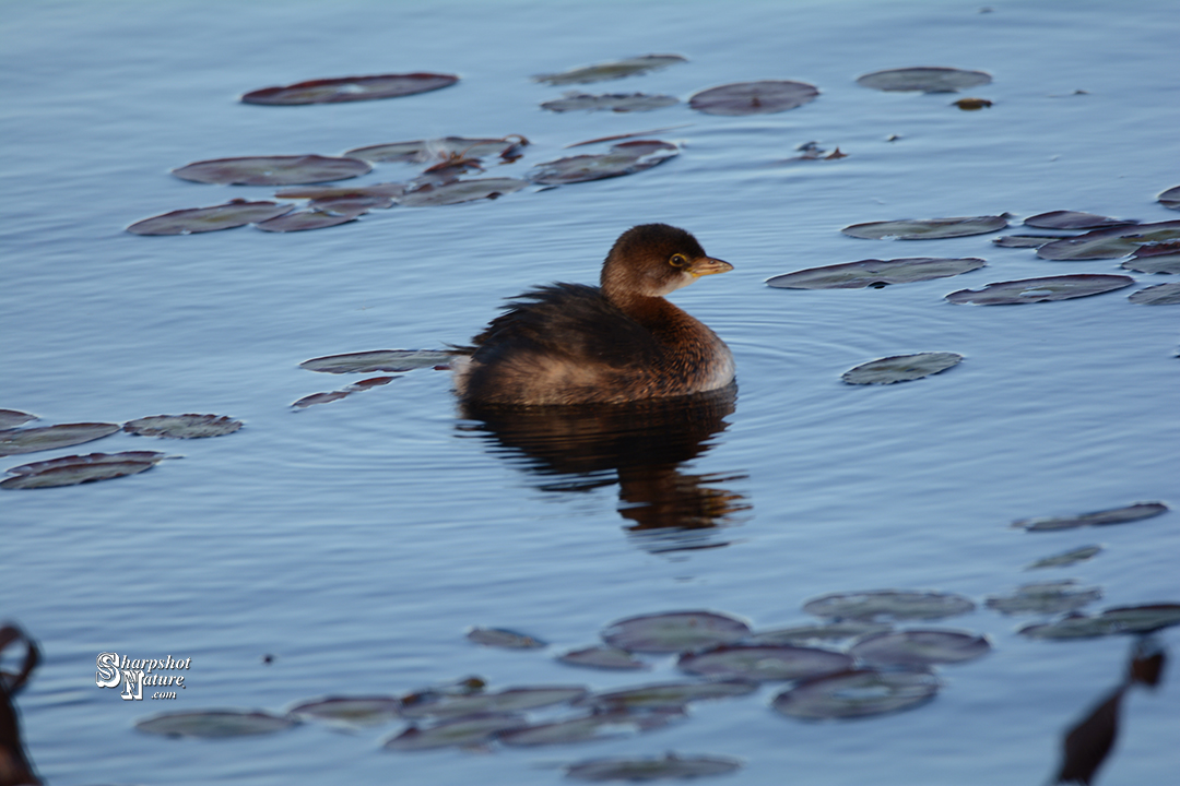 Pied-billed Grebe