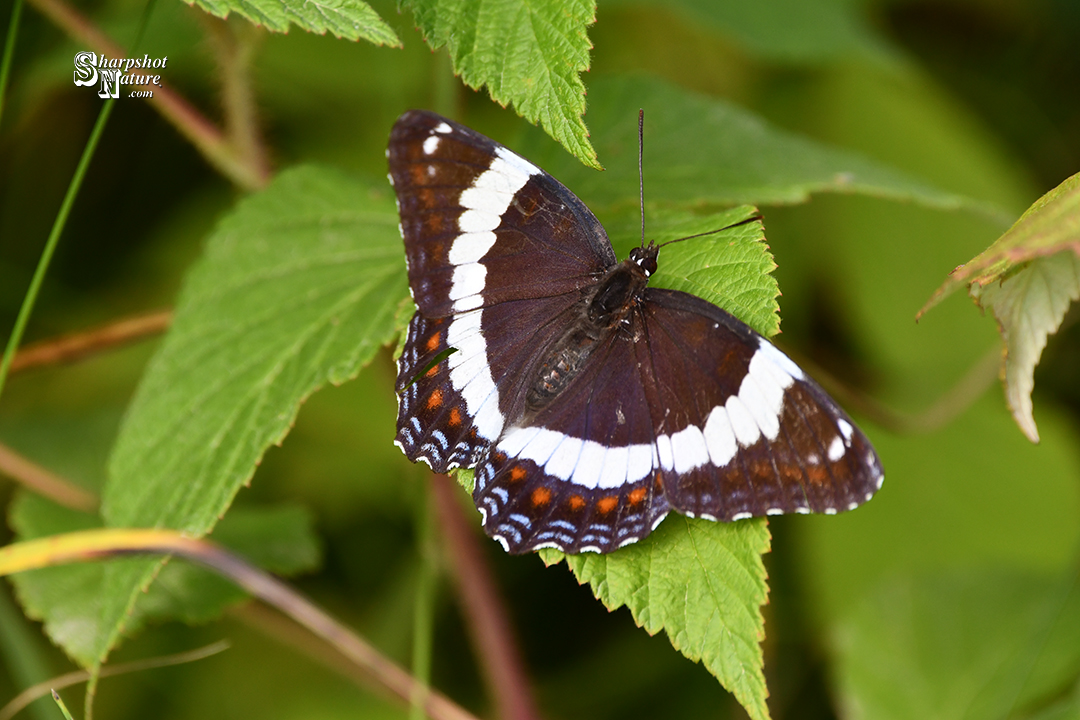 White Admiral