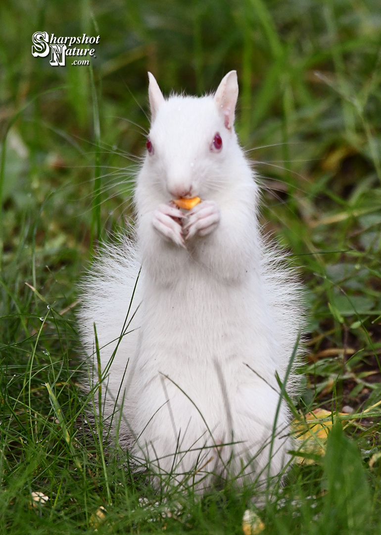 Albino Squirrel