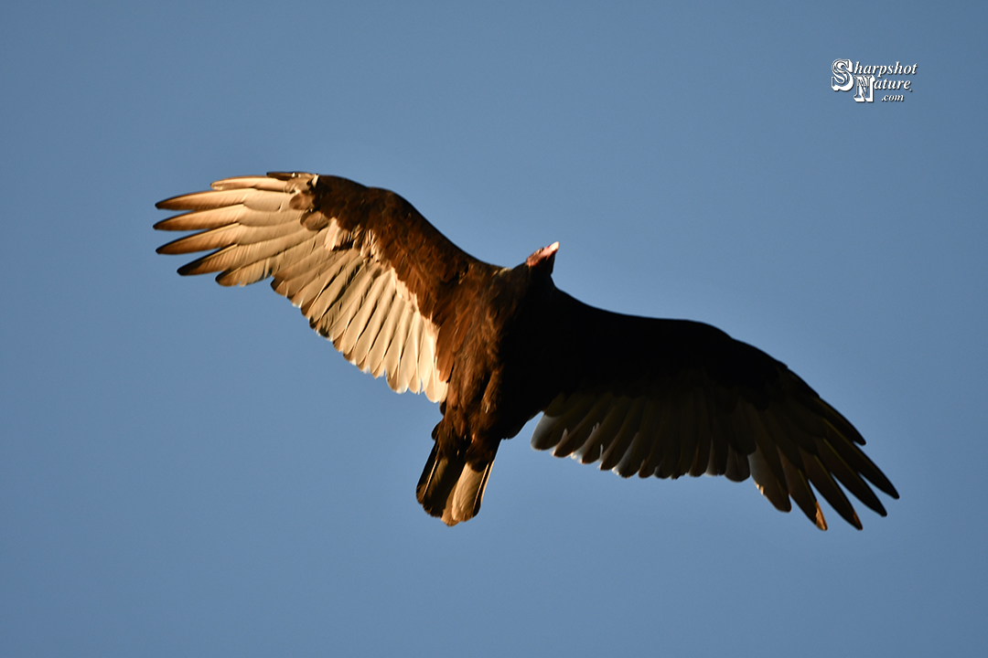 Turkey Vulture