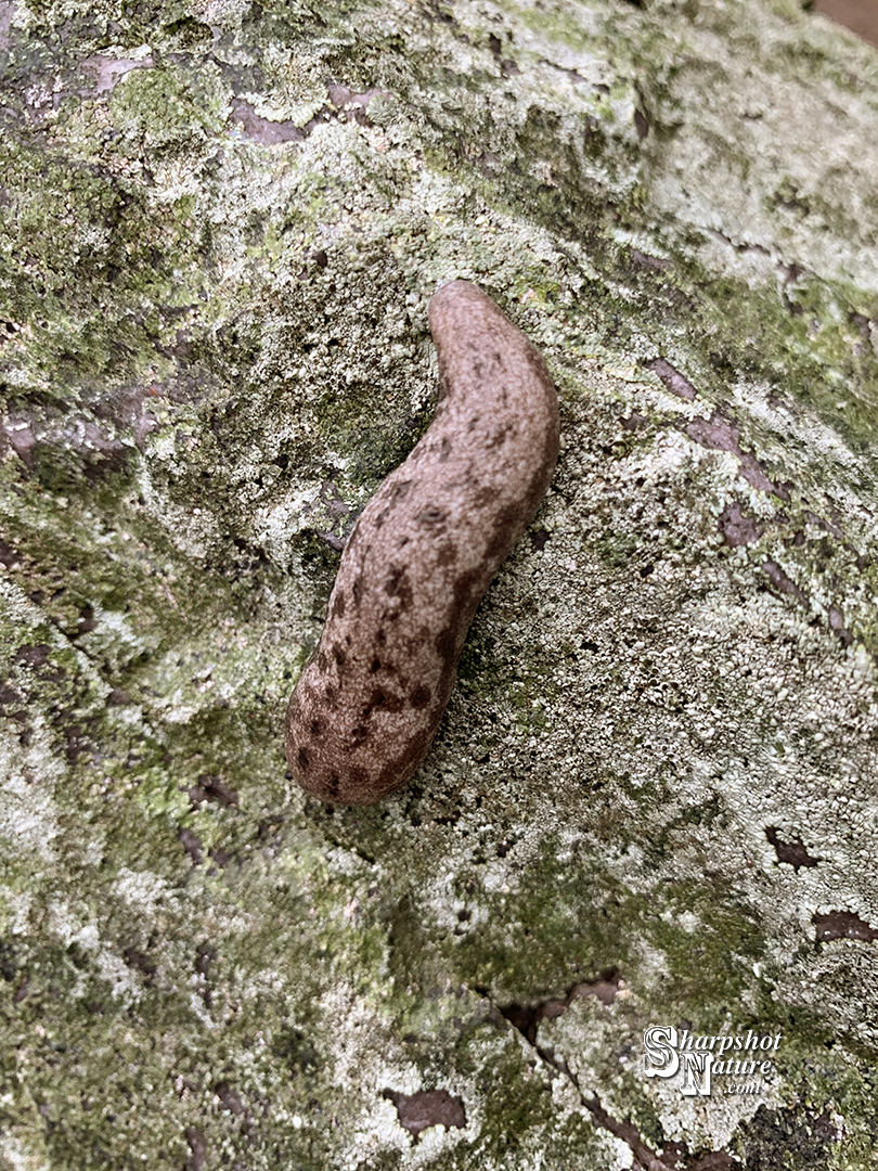 Slug