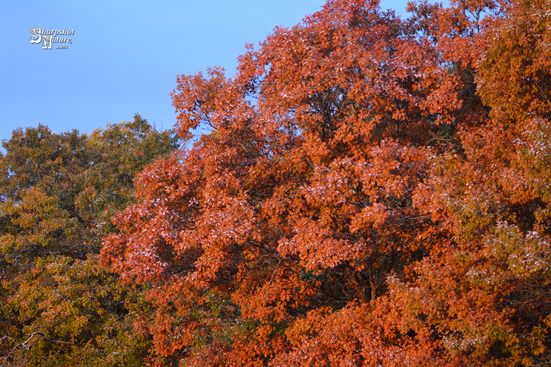 Oak Tree