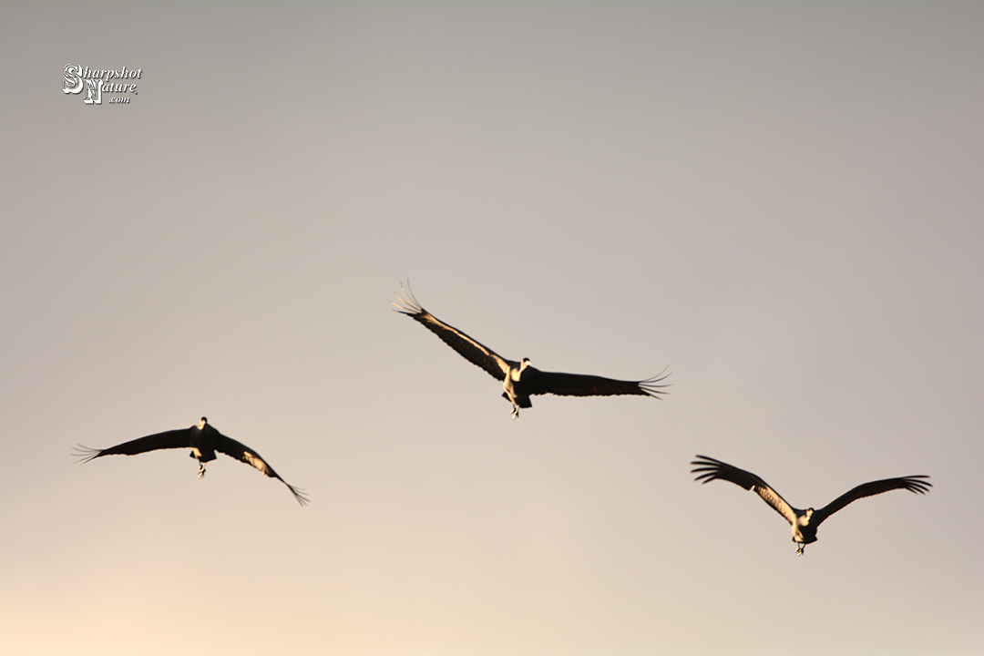 Sandhill Crane