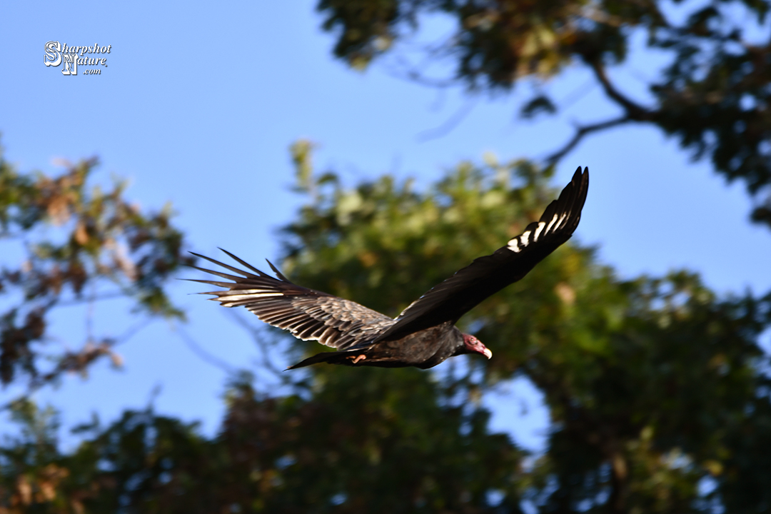 Turkey Vulture