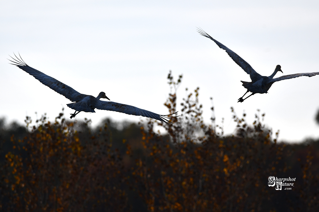 Sandhill Crane