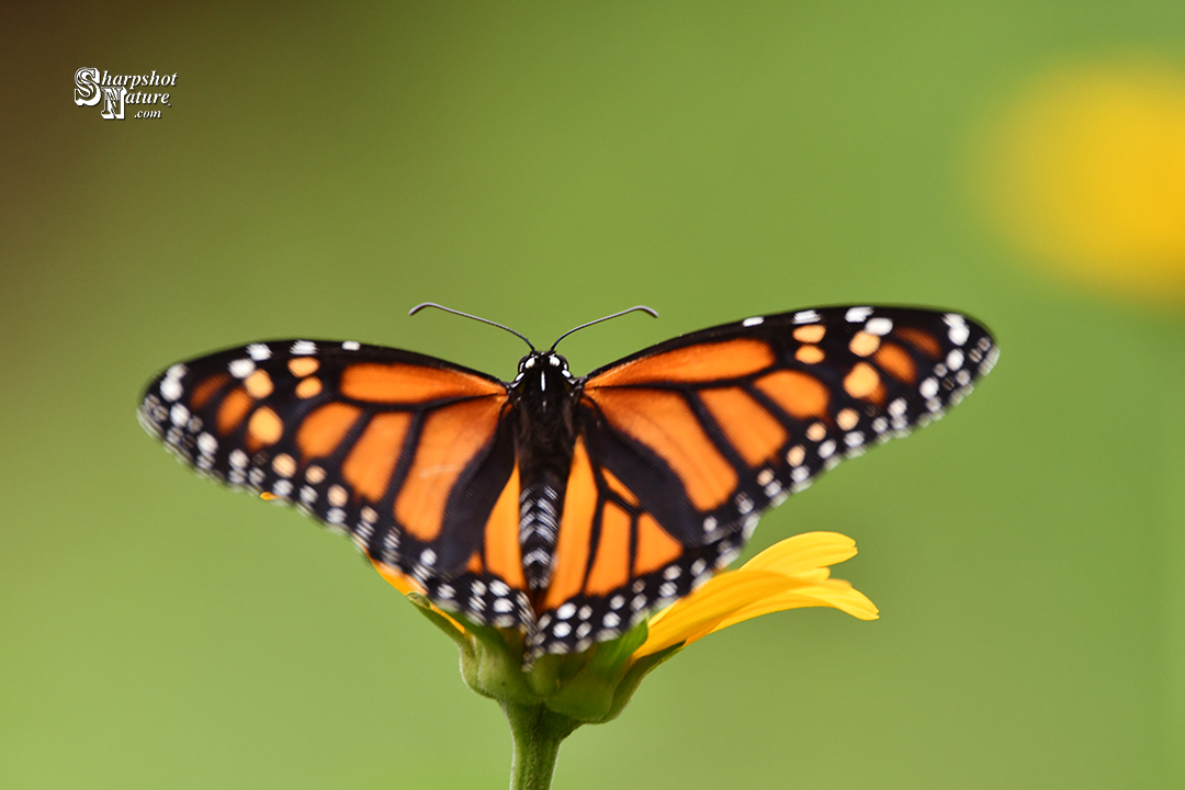 Monarch