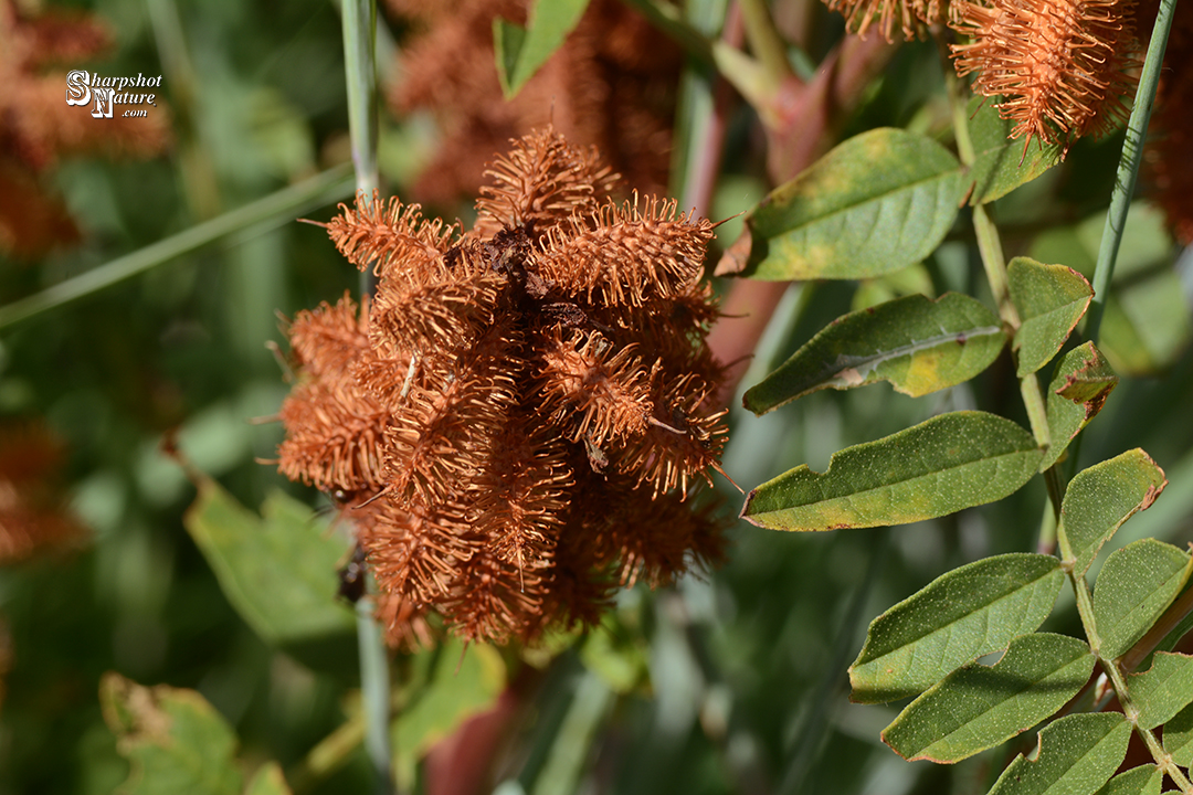 American Licorice Seedpod