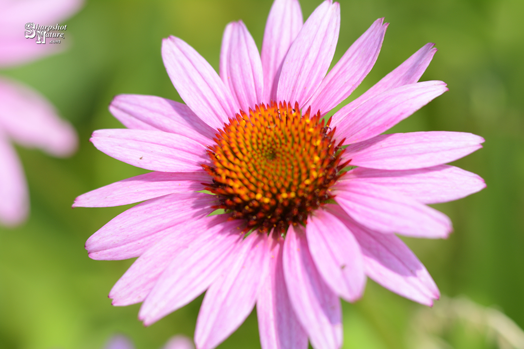 Purple Coneflower