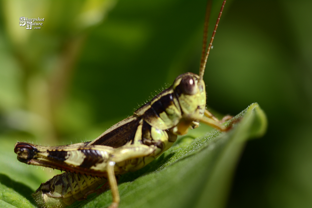 Grasshopper