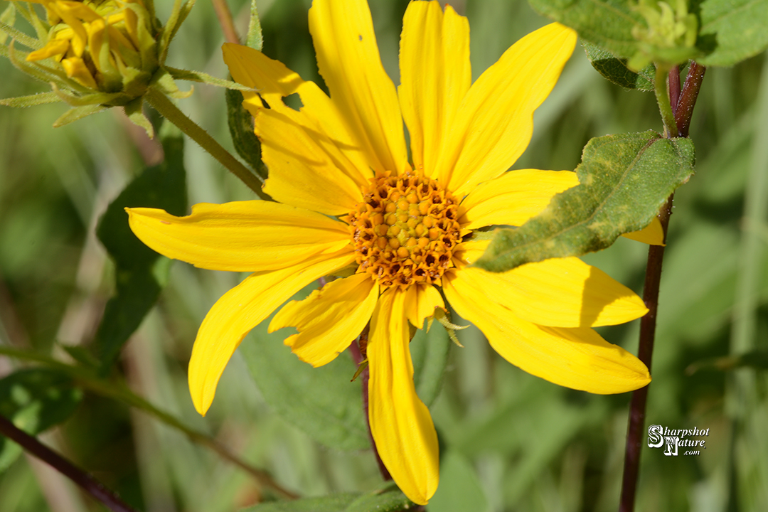 Slender Sunflower