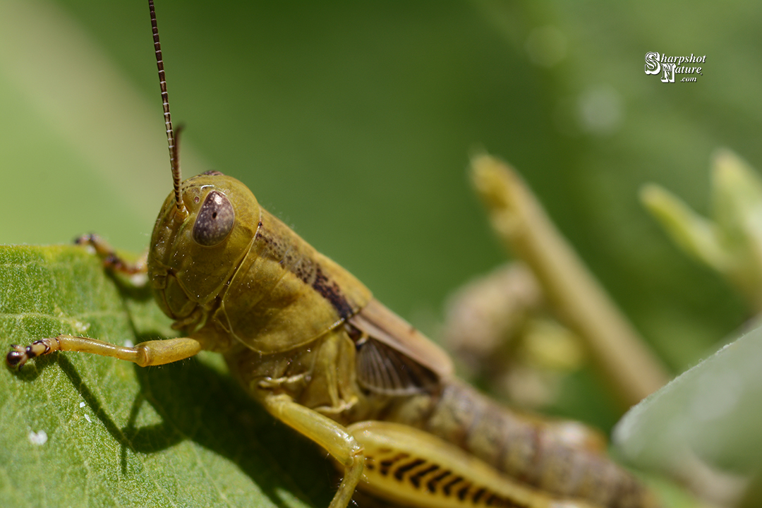 Grasshopper