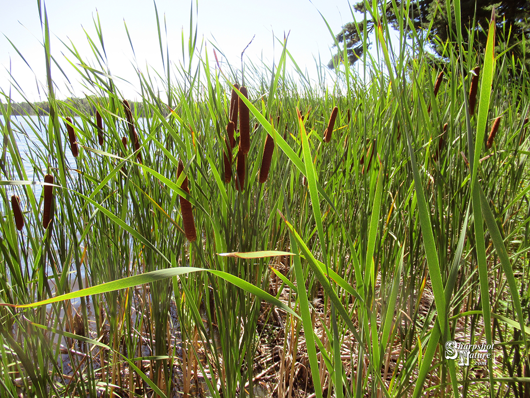 Cattail