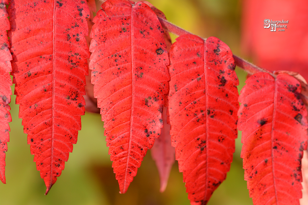 Staghorn Sumac