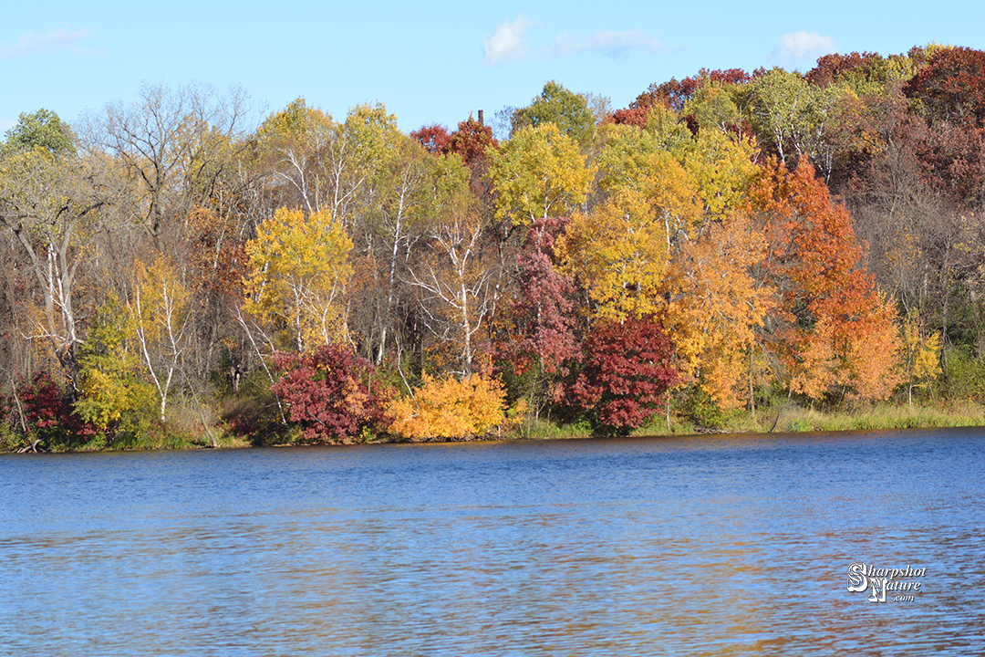 Fall Color