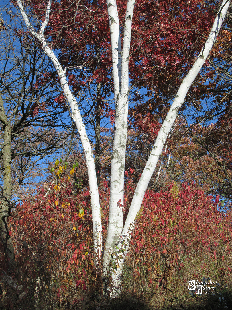 Birch