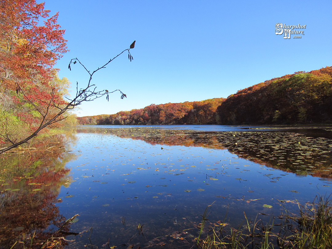 Fall Color