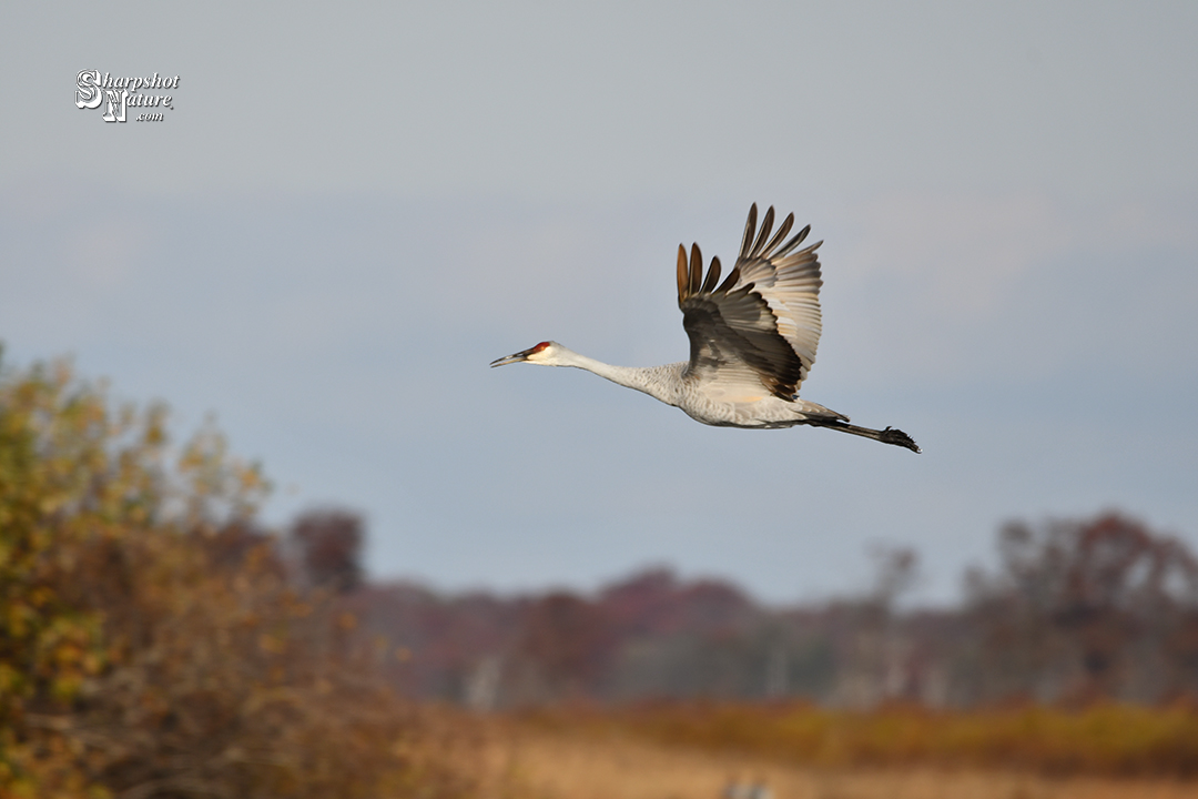 Sandhill Crane